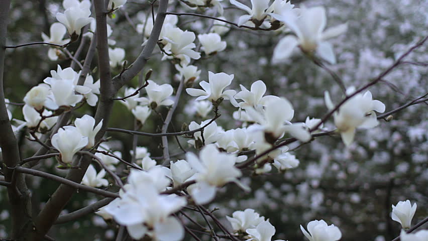 Bracelet Magnolia