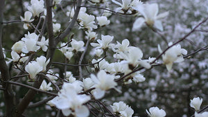 Magnolia Bracelet